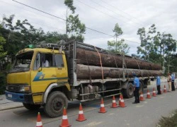 Mật phục bắt đoàn xe chở gỗ quá tải "siêu khủng"