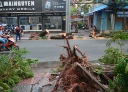 Mưa lớn, cây bật gốc đè chết người giữa Sài Gòn