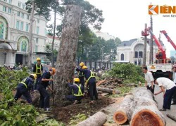 Ngắm những "lá phổi" trăm tuổi trên đường phố Sài Gòn