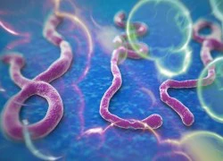 Tin tức bệnh Ebola mới nhất:Những điều cần biết về thuốc đặc trị