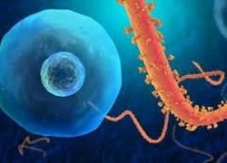 Vi rút Ebola lây nhiễm sang người như thế nào?