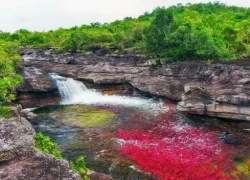 Cao Cristales &#8211; dòng sông nhiều màu sắc