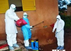 Nhật Bản tìm ra cách xác định virus Ebola trong vòng 30 phút