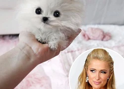 Paris Hilton chi 13.000 USD mua chú chó phốc sóc