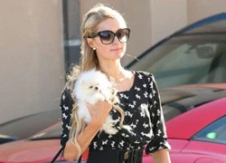 Paris Hilton cưng chiều chú chó mới như hoàng tử bé