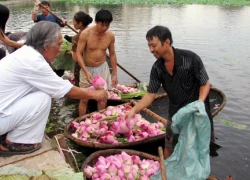 Trà sen cổ Hà Thành: 5 triệu/kg, có tiền không dễ mua