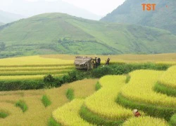 Trải nghiệm mùa thu trên khắp thế giới cùng TST tourist.