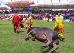 Trâu chọi gẫy sừng, tháo chạy khỏi sới