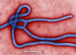 Virút Ebola đang biến thể, trở nên "khó điều trị"