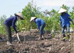 Cần cù...không sáng tạo: Tính tốt lại thành hiểm họa!