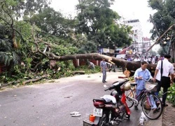 Cây xanh bật gốc hàng loạt sau cơn mưa lớn