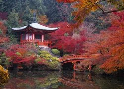 Choáng ngợp mùa lá đỏ ở Kyoto