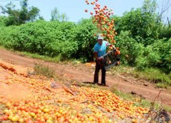 Đau xót nông dân đổ cà chua ra đường, cho heo ăn