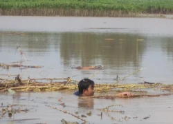 Đê bao đến hẹn lại... vỡ!