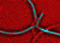 Ebola có thể trở thành vũ khí sinh học