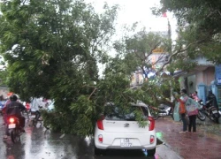 Giông lớn, cây xanh ngã đè xế hộp