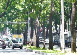 Hàng cây cổ thụ giữa Sài Gòn sắp bị &#8220;xóa sổ&#8221;