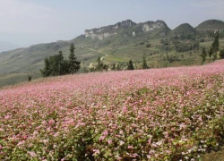 Lên Xí Mần mùa tam giác mạch miên man