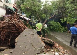 Mưa gió lớn, cây cổ thụ bật gốc chắn ngang đường