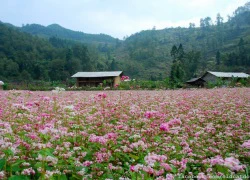 Mùa hoa tam giác mạch mơ màng trên cao nguyên đá