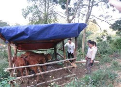 Nâng niu "bò giống thoát nghèo"