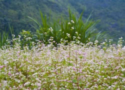 Tam giác mạch đầu mùa nơi cao nguyên đá