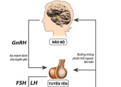 Thiếu hụt nội tiết nữ - Càng bổ sung càng thiếu !