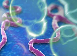 Vaccine chống Ebola có thể được thử nghiệm tại Tây Phi vào năm 2015