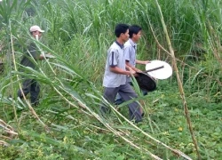 Voi rừng về làng, tàn phá hoa màu tại Quảng Nam