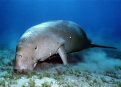 Bảo vệ dugong đảo Phú Quốc