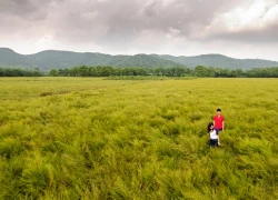 Bạt ngàn cánh đồng cây rễ tại Côn Sơn