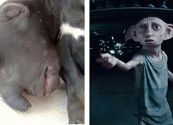 Chú chó có khuôn mặt giống hệt gia tinh Dobby của Harry Potter