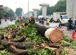 Chuyên gia Nhật: Chặt cây là cái giá quá lớn để phát triển