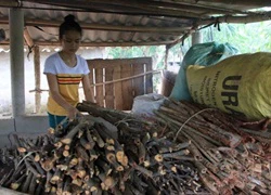 Cô học trò hai lần bỏ học