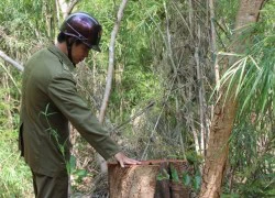 Đắc Lắc: Lâm tặc tàn phá rừng sinh thái Bản Đôn