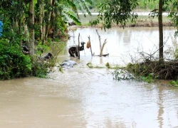 Dân khổ vì triều cường dâng cao bất thường