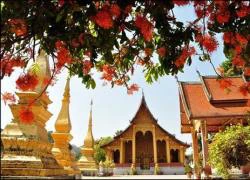 Luang Prabang, mùa hoa vô ưu nở