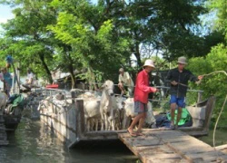 Những chợ "độc" vùng biên