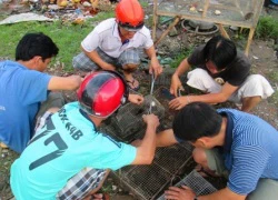 Rùng mình theo chân thợ "săn" rắn độc miền Tây