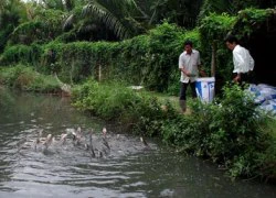 Trà Vinh: Dân đổ xô nuôi cá lóc, chính quyền loay hoay