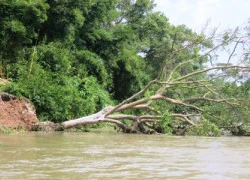 Bờ sông sạt lở, dân sống chênh vênh bên miệng "hà bá"