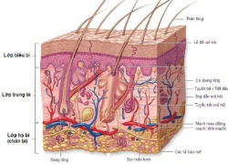 Cách hạn chế tốc độ lão hóa da