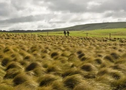 Cây cối xoắn tít tuyệt đẹp vì gió ở New Zealand