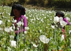 &#8216;Cây thuốc phiện là thu nhập chính của nông dân Myanmar&#8217;