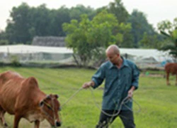 Chàng ngốc mất bò