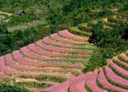 Rủ nhau đi ngắm tam giác mạch Tây Bắc