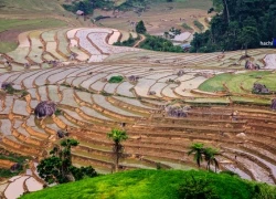 Ruộng bậc thang Mường Lát tuyệt đẹp trong mùa nước đổ