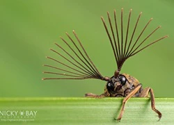 Bộ ảnh macro về côn trùng "đẹp lạ" tới đứng hình