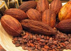 Bột cacao giúp ngăn ngừa suy giảm trí nhớ