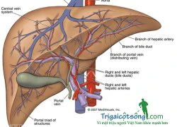 Cách bảo vệ gan, chống nhiễm độc